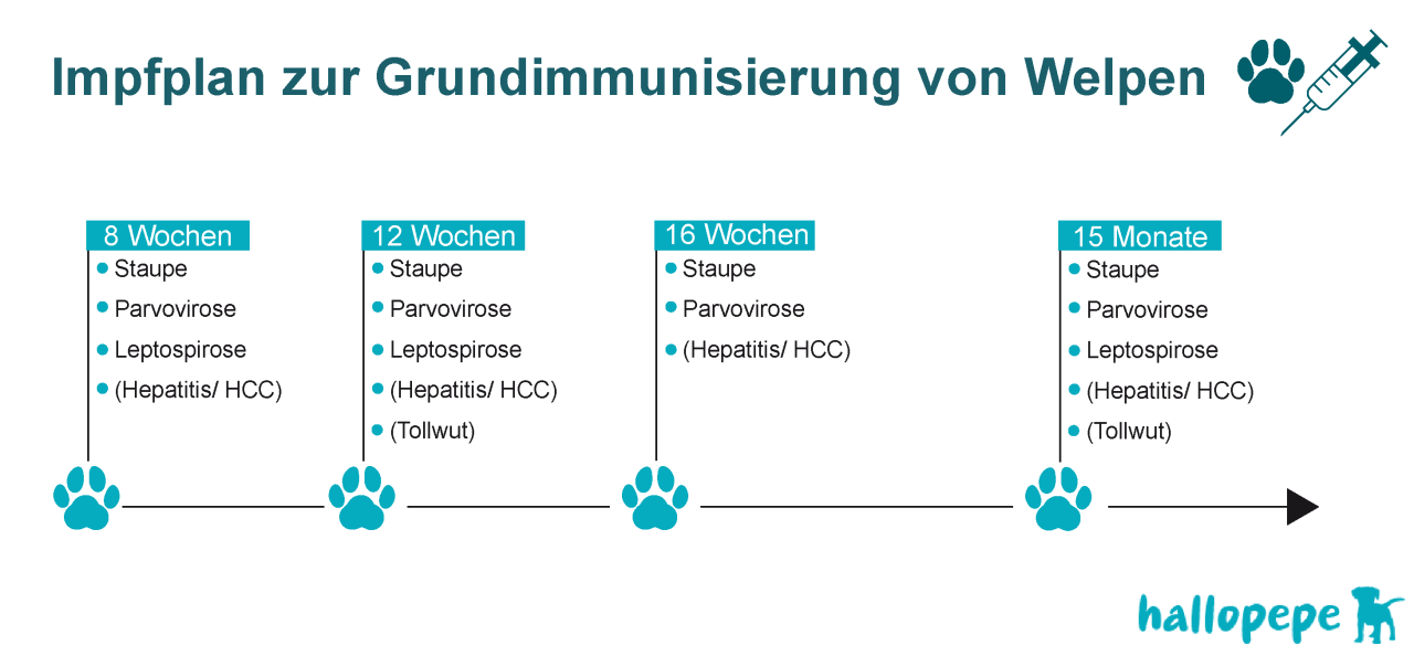 Impfplan zur Grundimmunisierung bei Welpen.