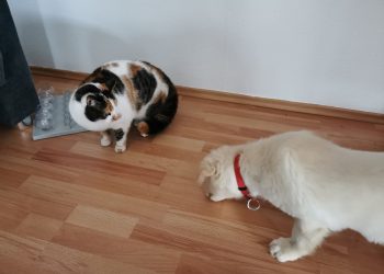 Ziva und eine der Katzen treffen aufeinander.